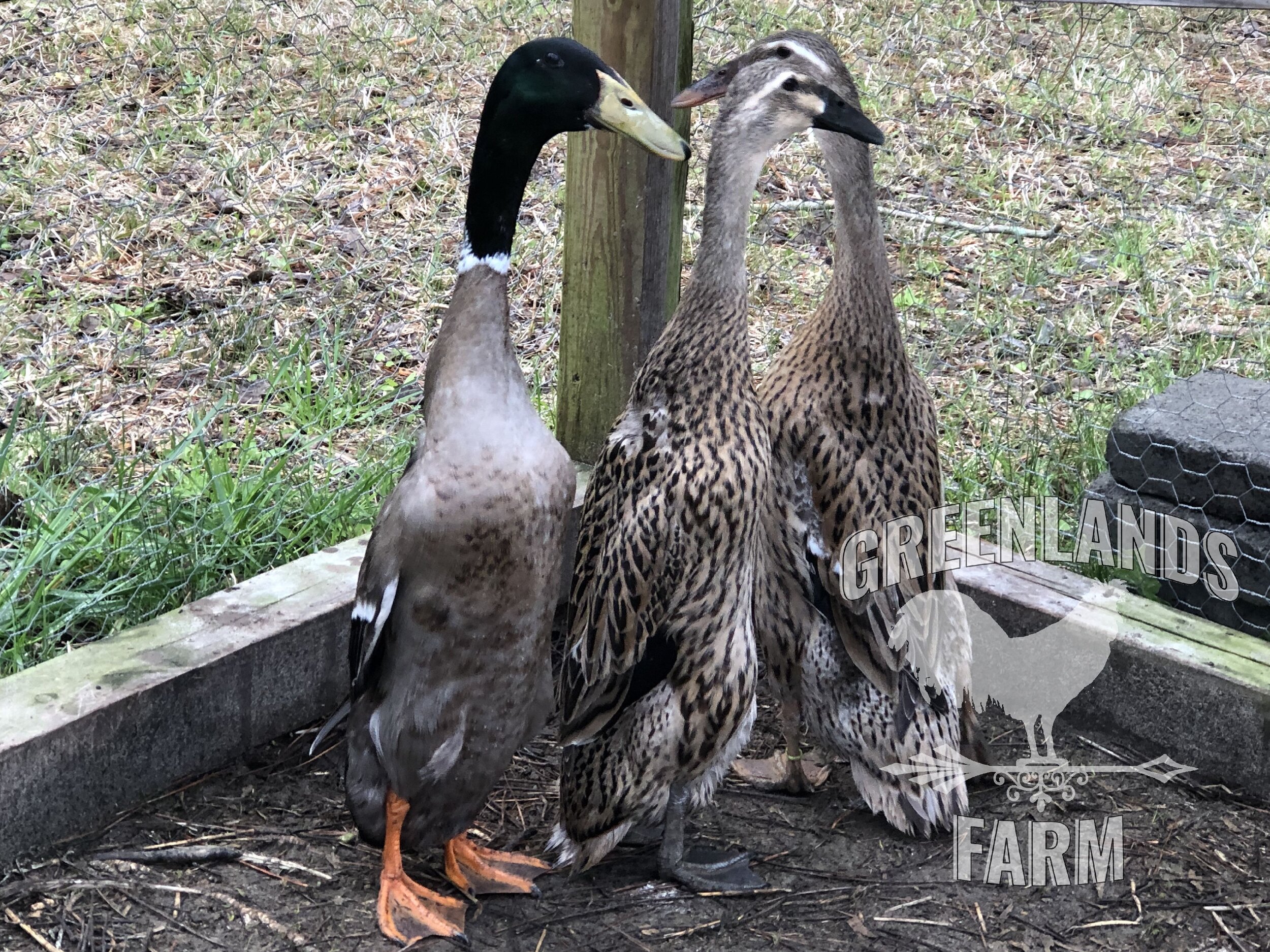 Grey (Mallard)/Trout Indian Runner Duck - 6 Hatching Eggs
