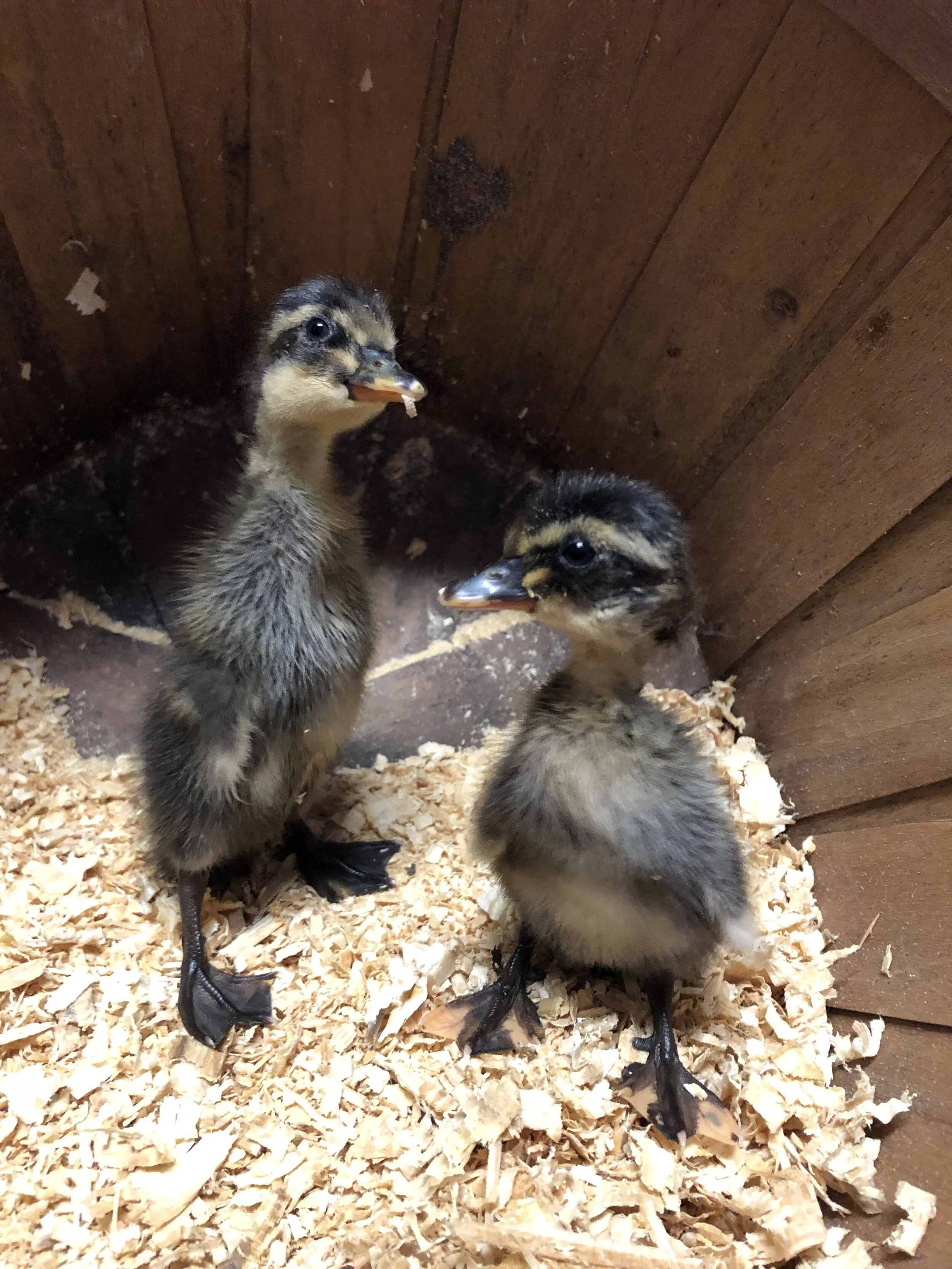 Grey (Mallard) & Trout Indian Runner Duckling (unsexed)