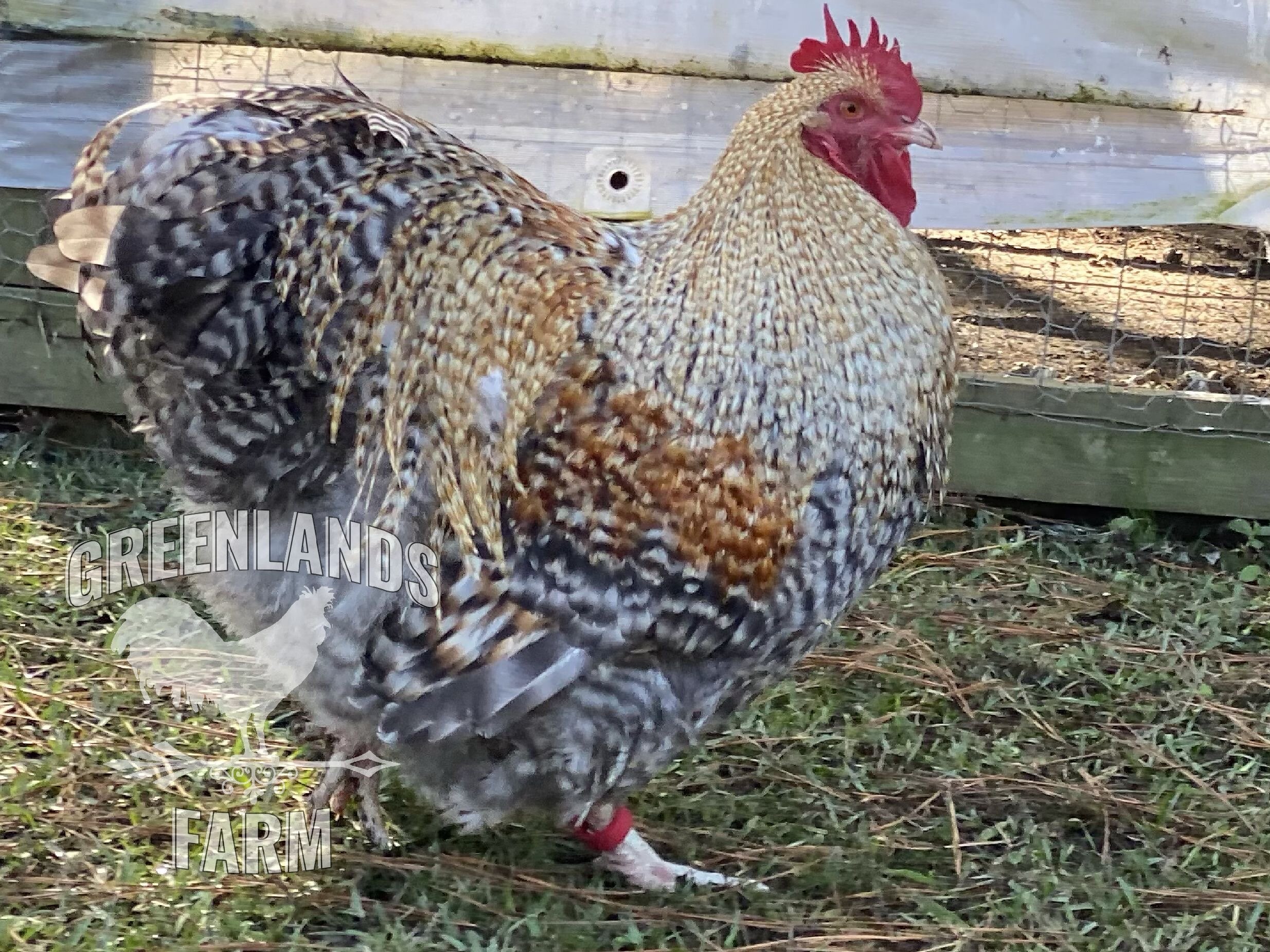 12 Fresh Chicken Hatching Eggs Barnyard mix possible ENGLISH ORPHINGTON 
