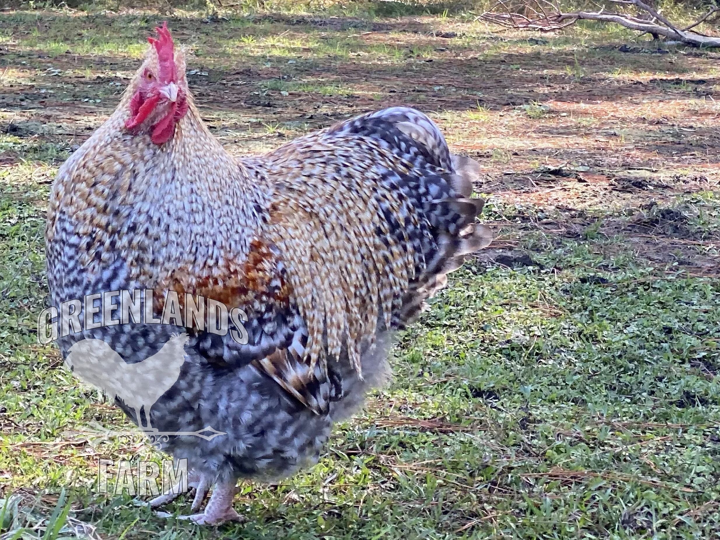 12 Fresh Chicken Hatching Eggs Barnyard RARE mix possible JUBILEE ORPHINGTON 