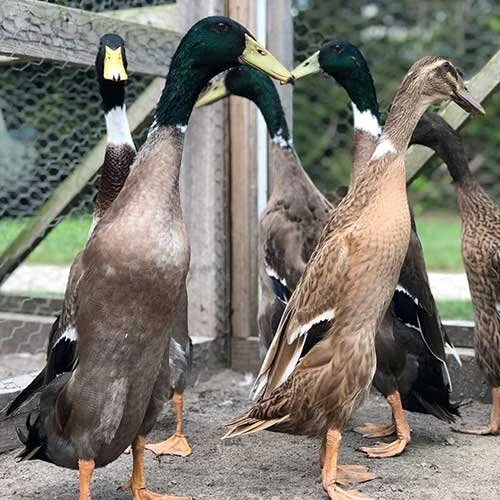 Grey (Mallard)/Trout Indian Runner Duck - 12 Hatching Eggs