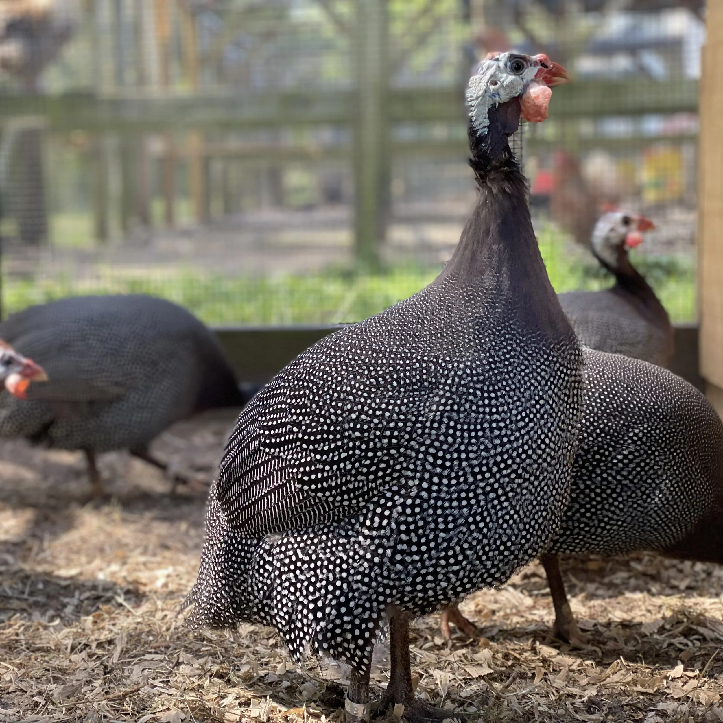 Jumbo Pearl Guinea - 12 Hatching Eggs