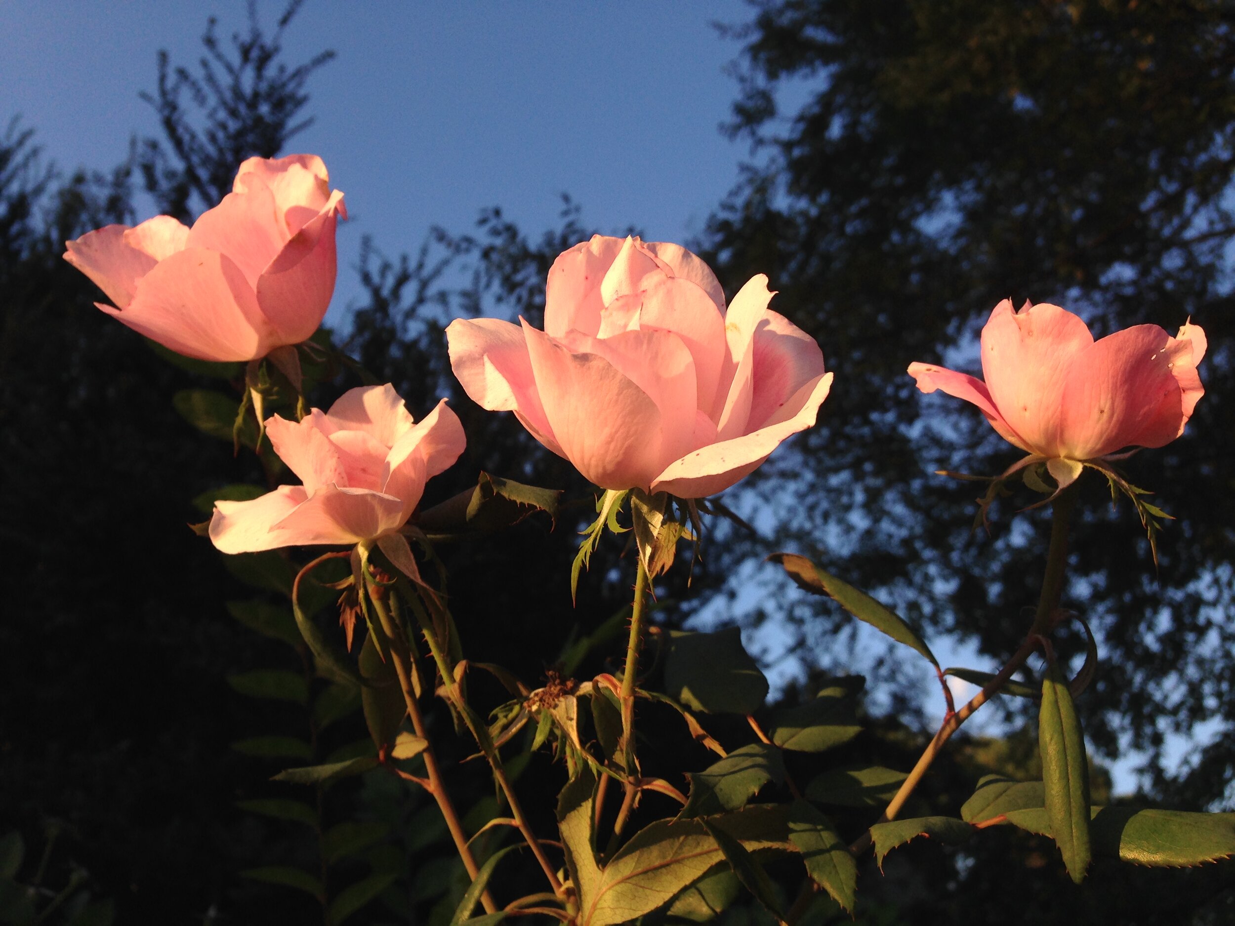 Butterfly Garden Walk 