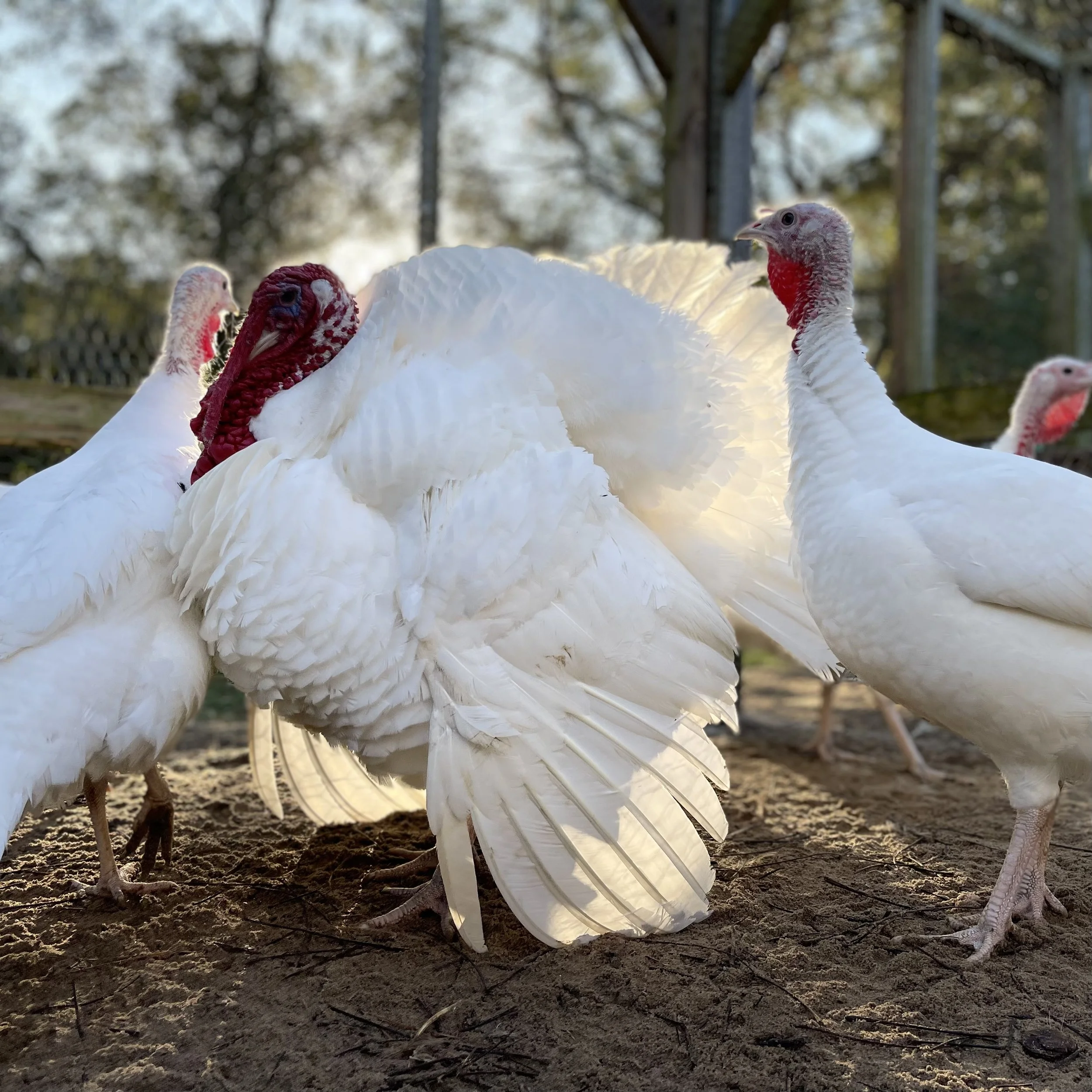 Heritage Midget White Turkey - 12 Hatching Eggs