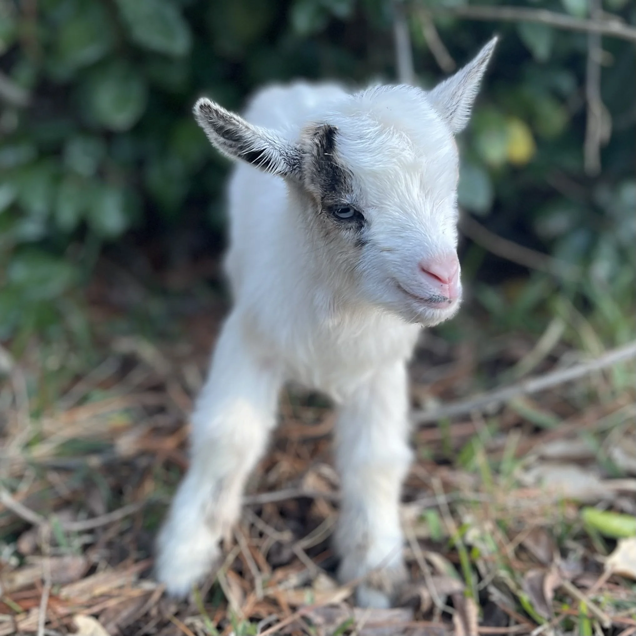 Nigerian Dwarf Buckling DOWN PAYMENT - Not Registered