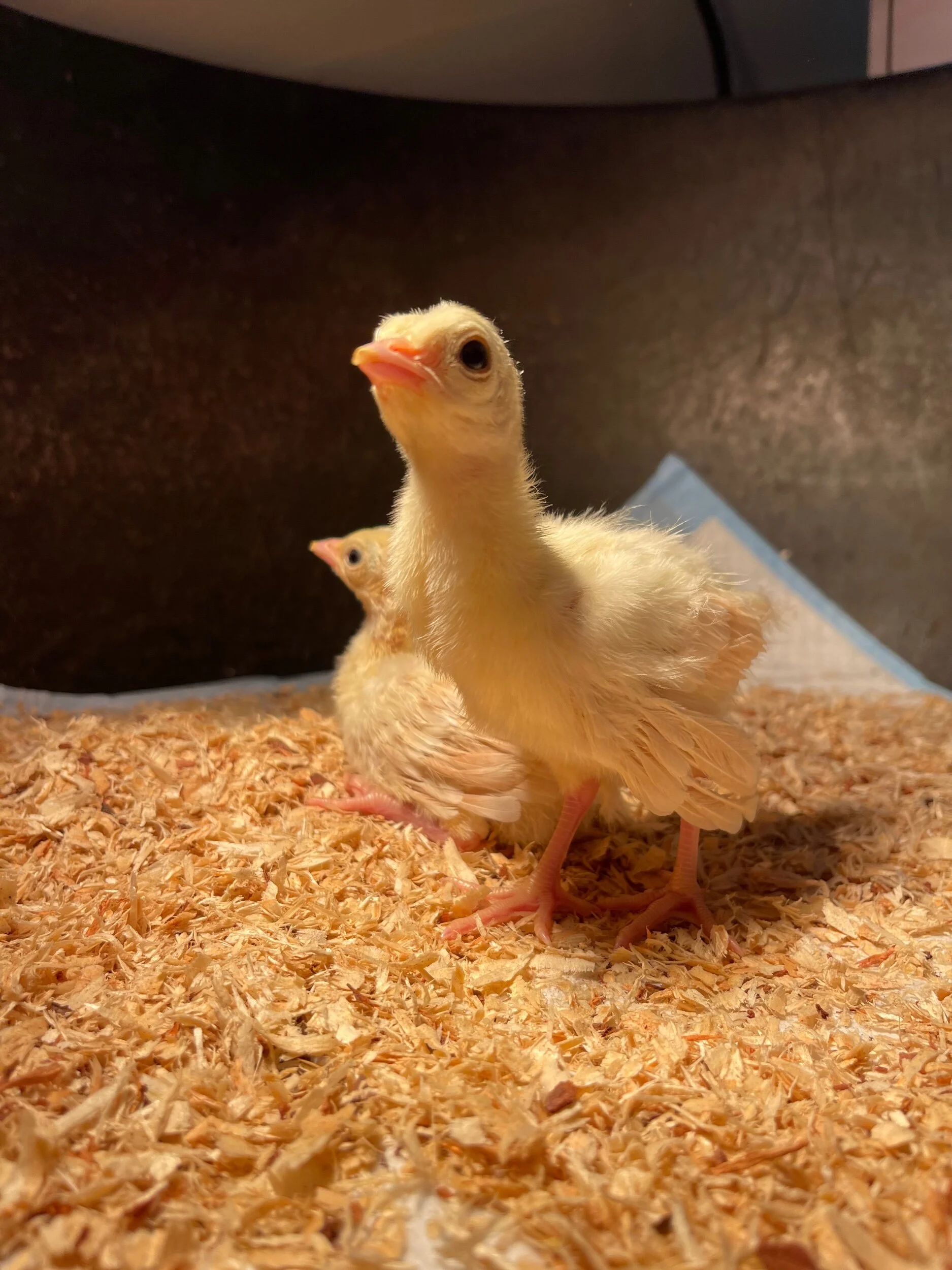 1207225B-3B36-4C9C-B5D4-508186AD59DD