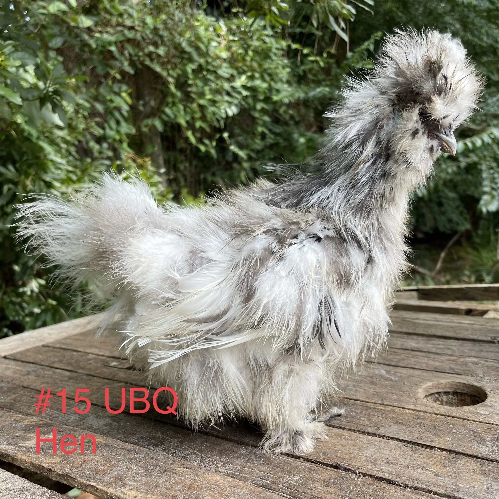 07AECCD3-0A38-46B7-9BD2-32B62EDA2904