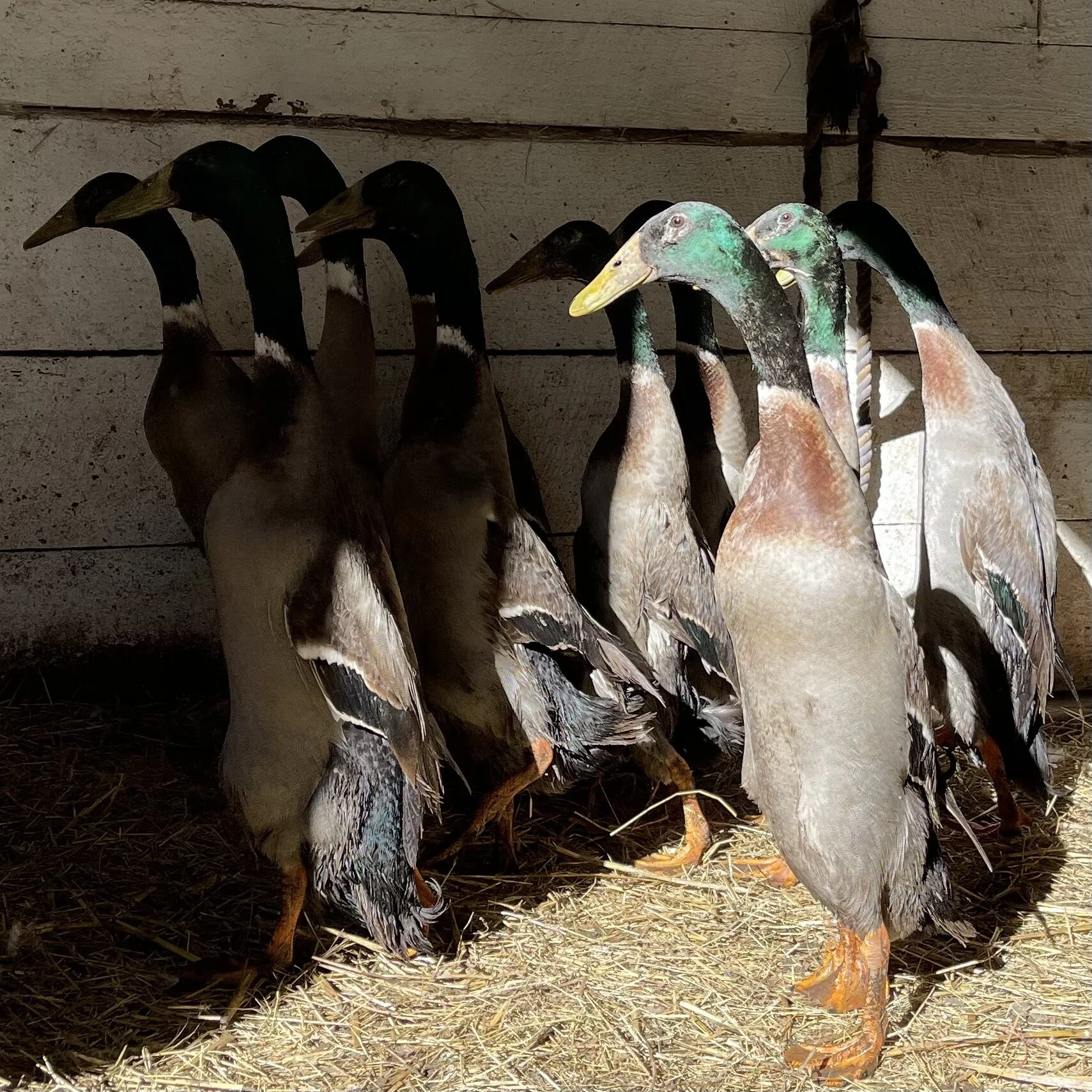 B4E89798-A5F3-48C2-9ABF-CB76CC45BDDD