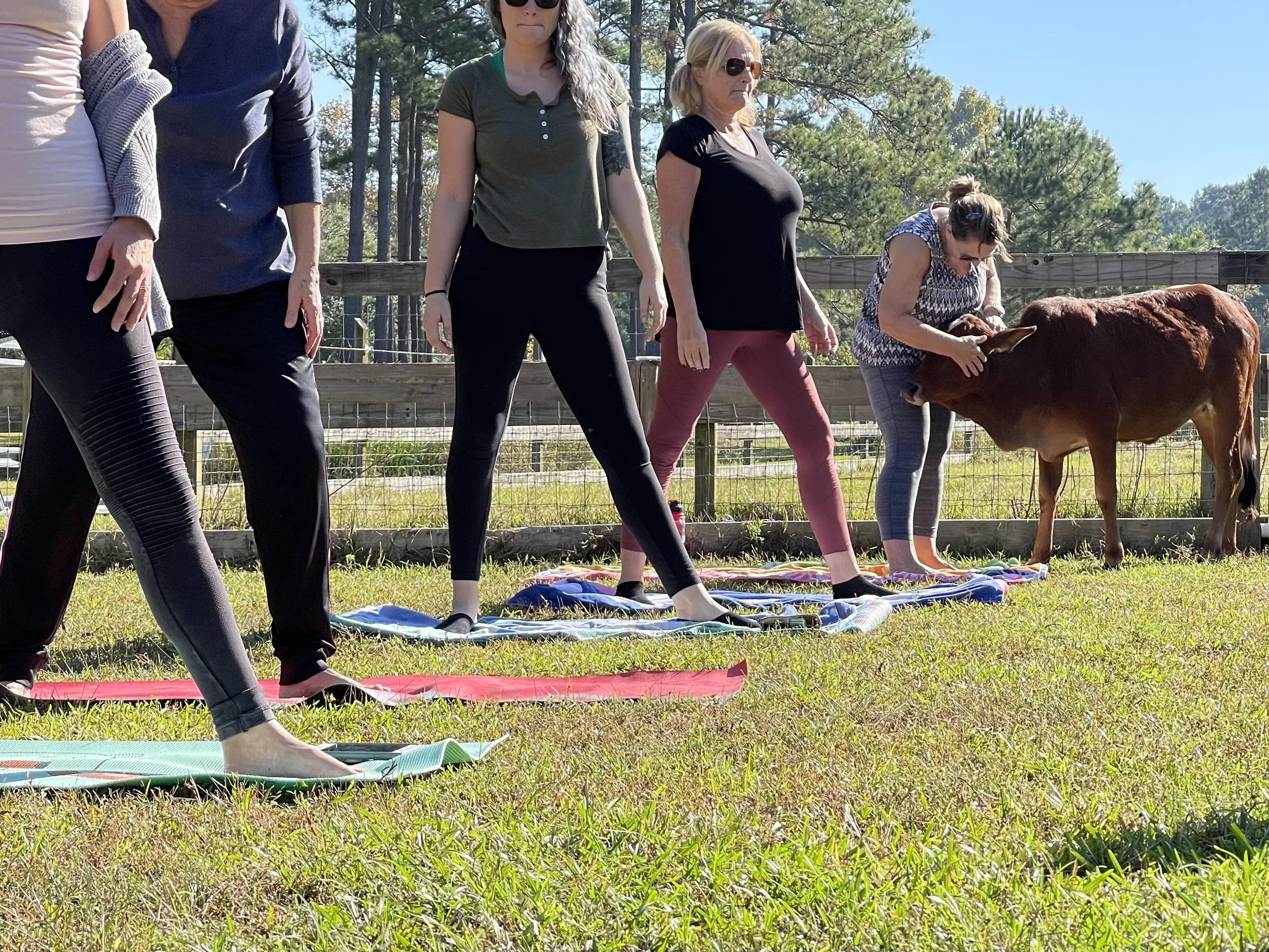 Farm Yoga with Goats &amp; Mini Cow