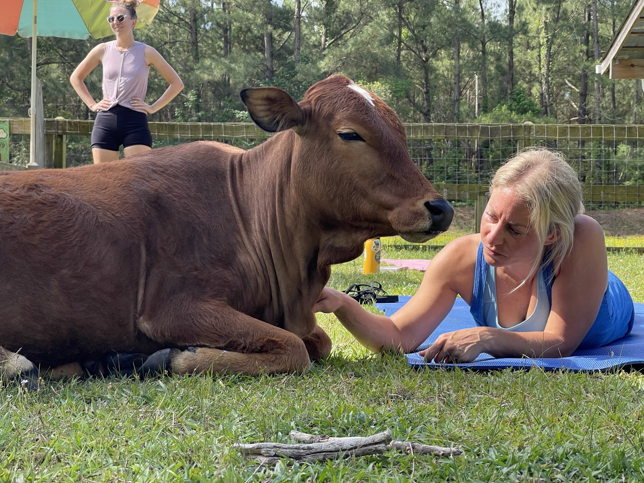 Farm Yoga with Goats &amp; Mini Cow