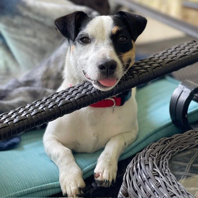 JRT-Jack Russell Terrier Companion.jpg