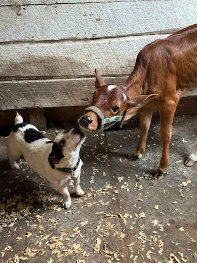 JRT-Jack Russell Terrior Farm Dog.jpg