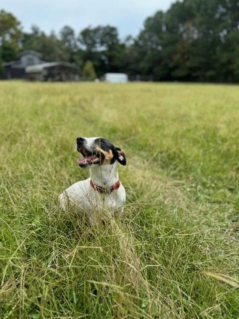 JRT-Jack Russell Terrior Farm.jpg