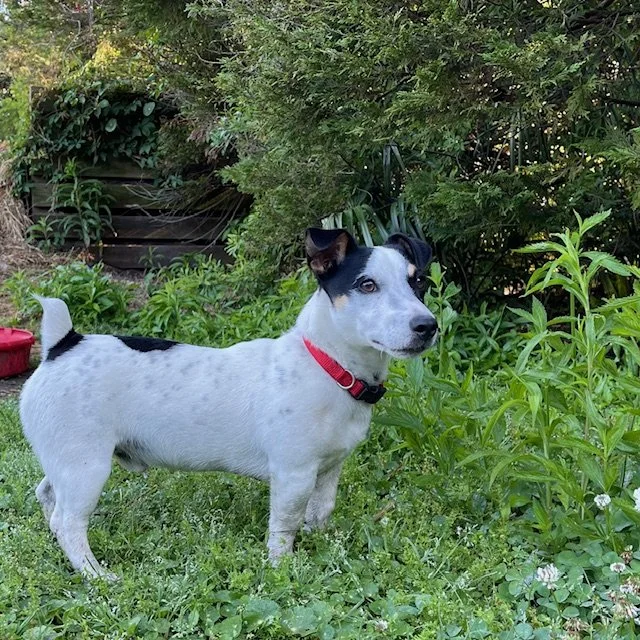 JRT-JackRussellTerrierDog.jpg
