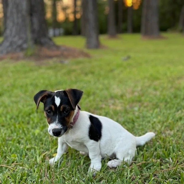 JRT-JackRussellTerrierPuppy.jpg
