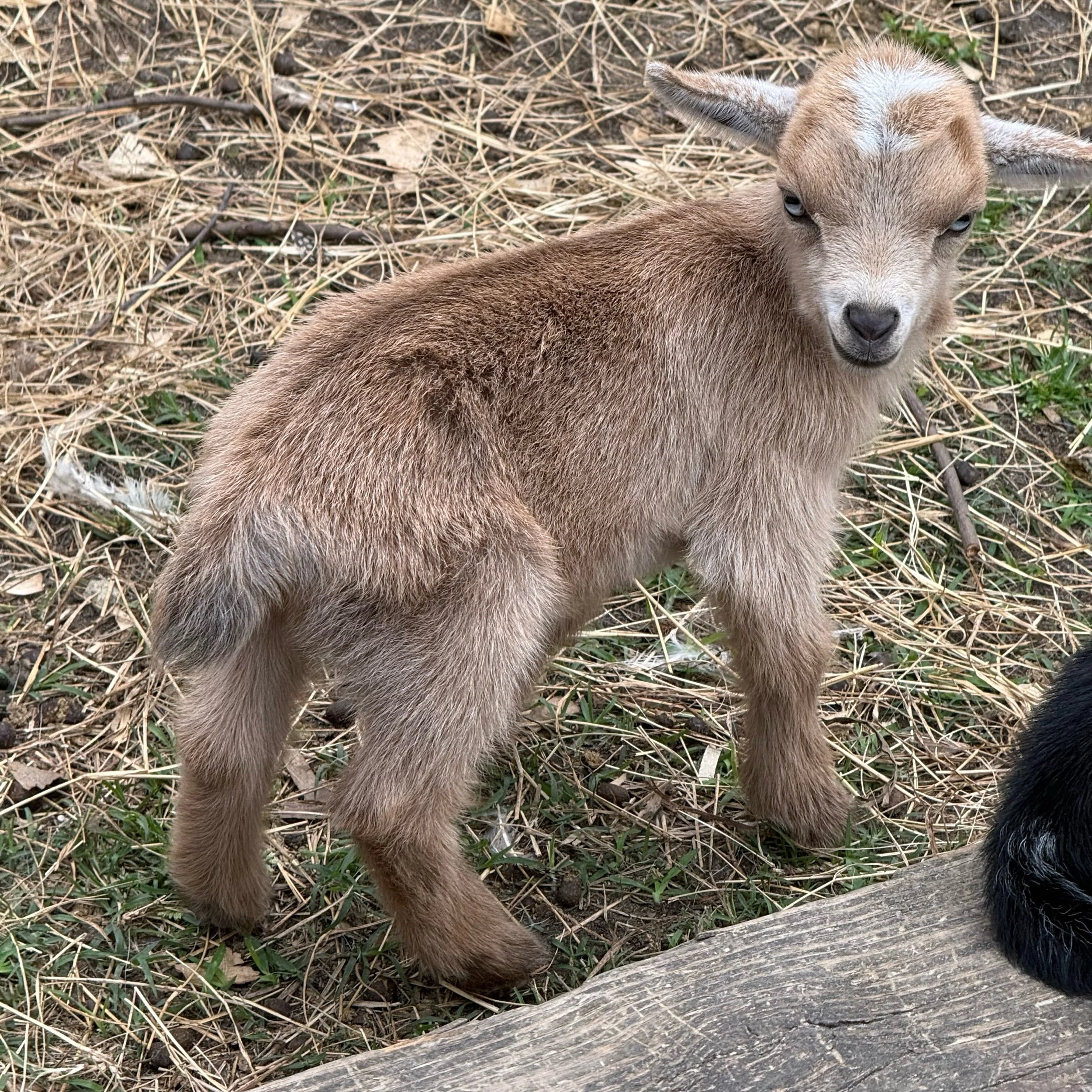 Nigerian Dwarf Doeling - Not Registered