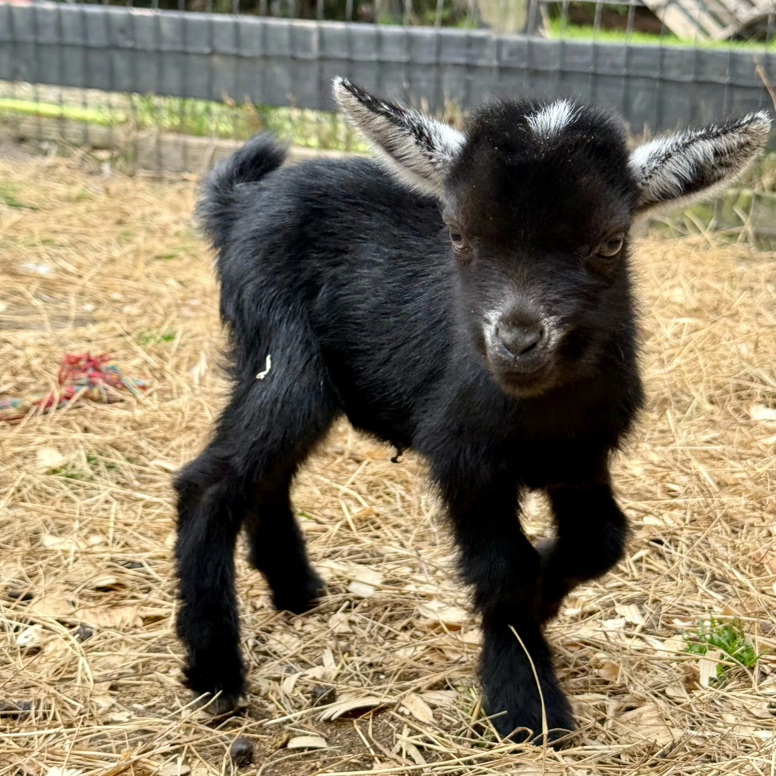 Nigerian Dwarf Doeling - Registered