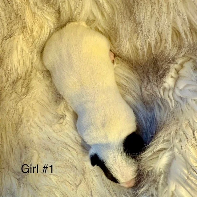 JRT-Jack Russell Puppy Girl 1 Coat.jpg