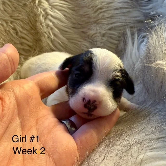 JRT-Jack Russell Puppy Girl 1.jpg