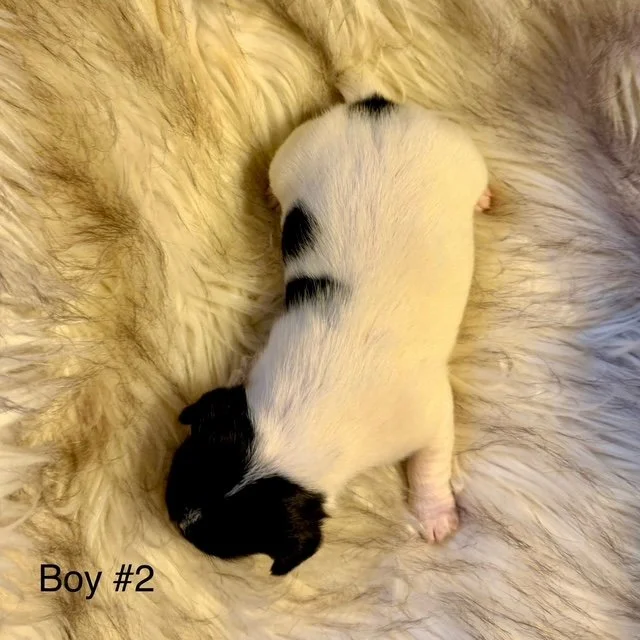 JRT-Jack Russell Puppy Boy 2 Weeks.jpg