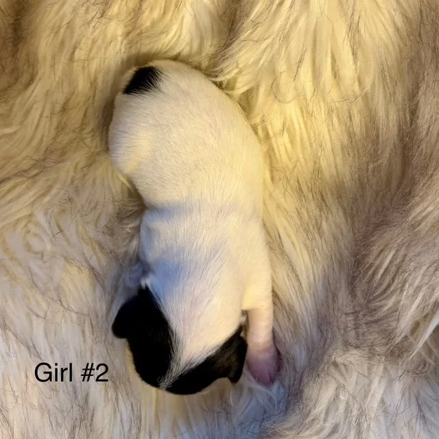 JRT-Jack Russell Puppy Girl 2 Coat.jpg