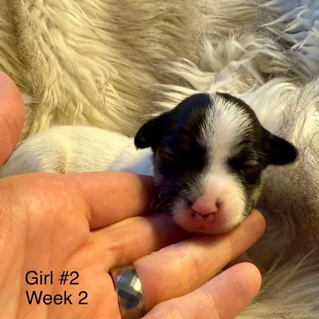 JRT-Jack Russell Puppy Girl 2.jpg