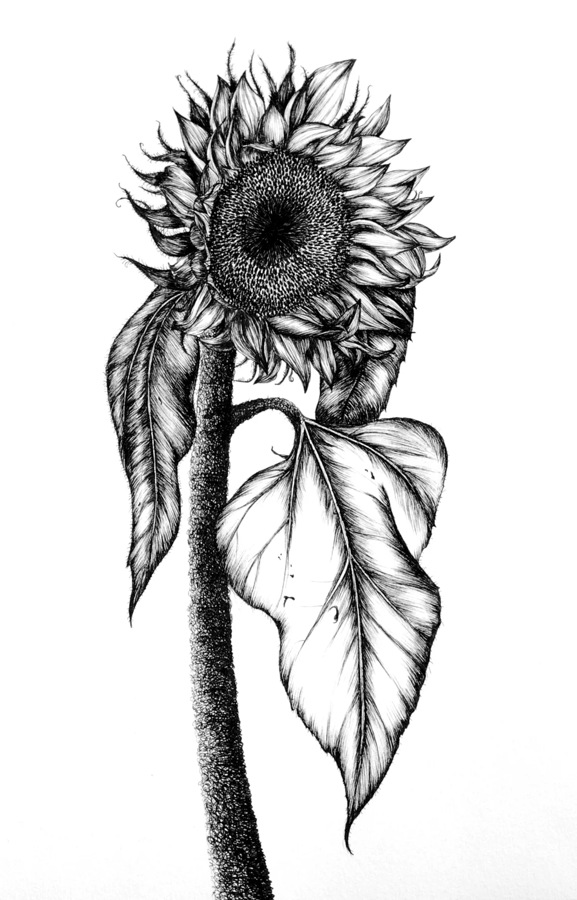 sunflower.jpg