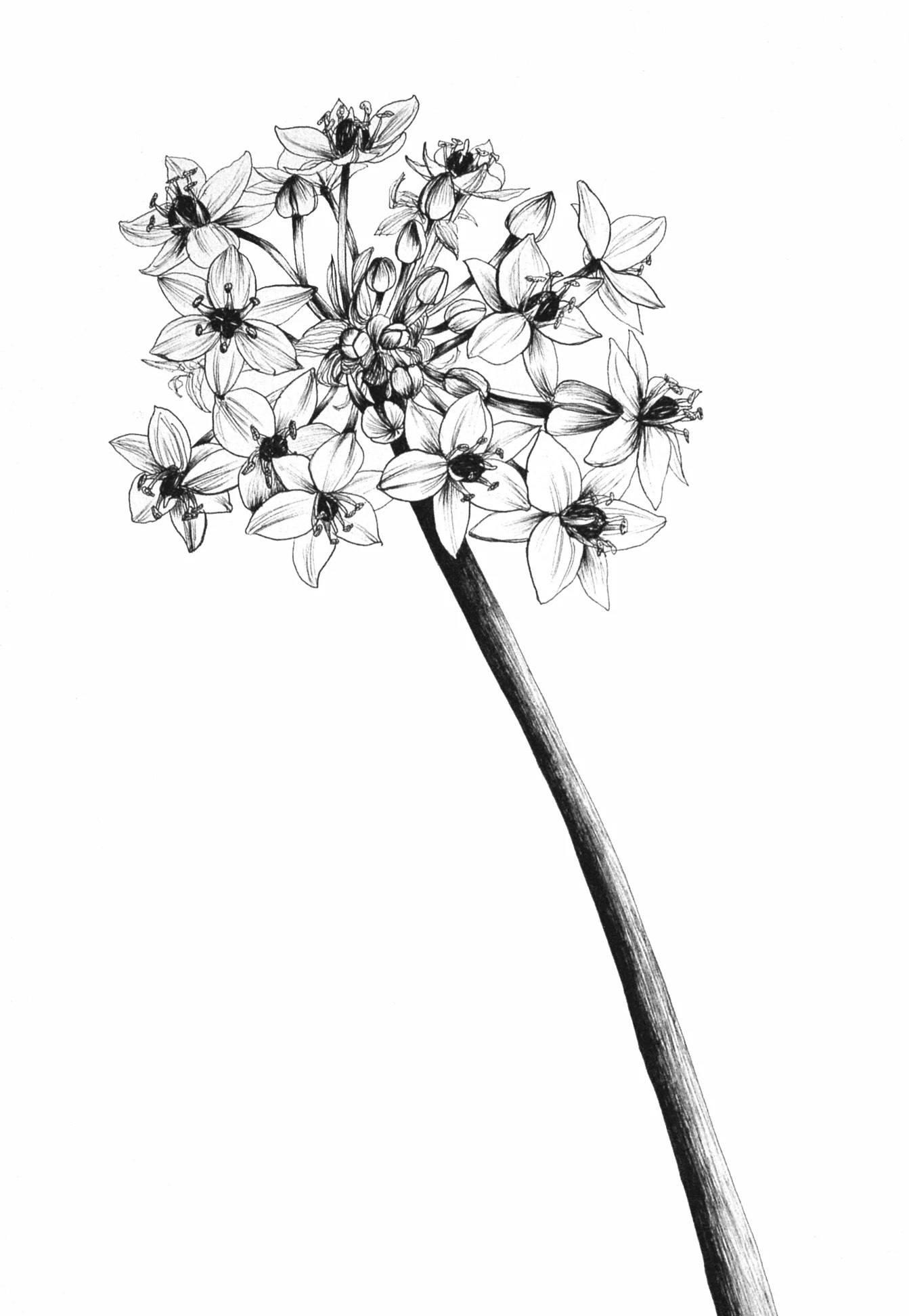 flower head.jpg