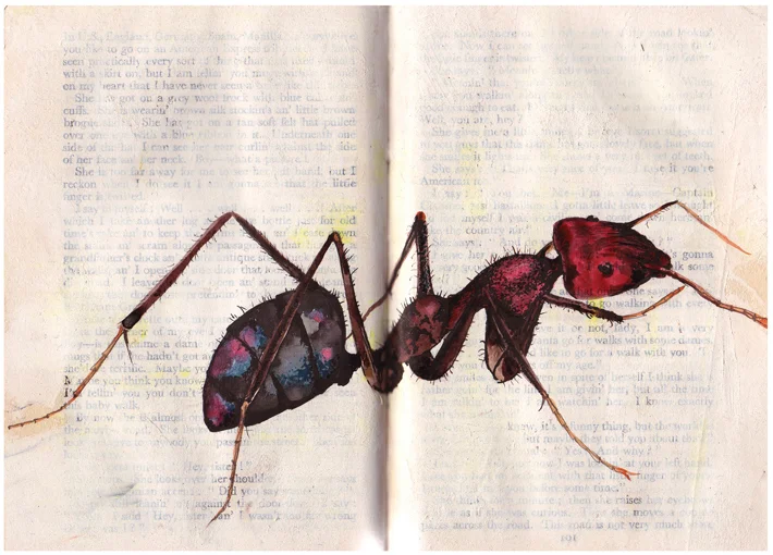 ant card web.jpg