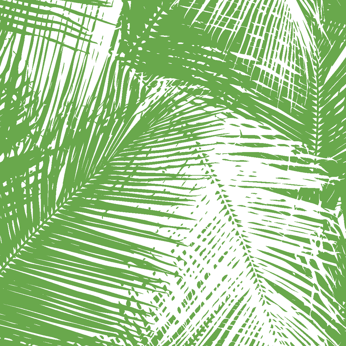 palmsolioboard.png
