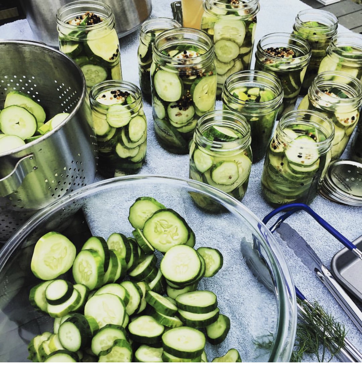 Last summer's "Dillios" being canned