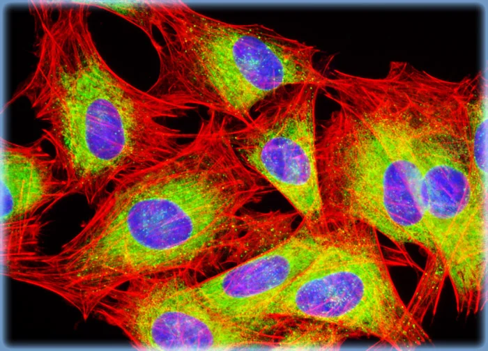 enteroglialcells.jpg
