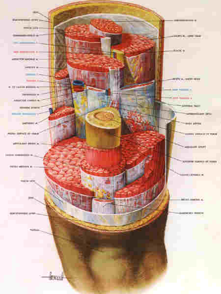 tissue differentiation.jpg