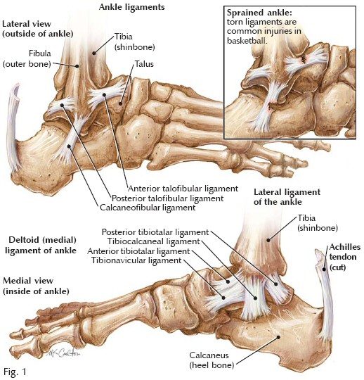 lateral-ankle-ligaments.jpg