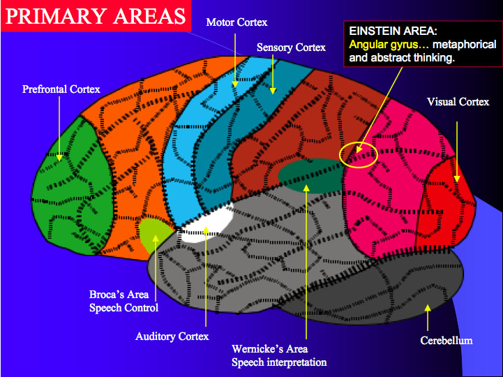 brainAreas.jpg