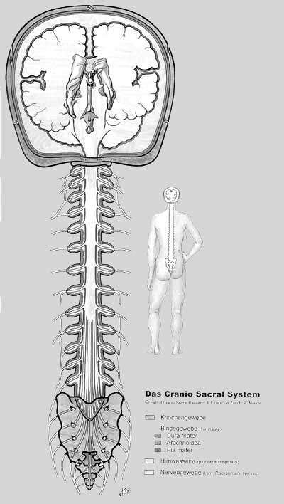 cranio_sacral_system3.jpg