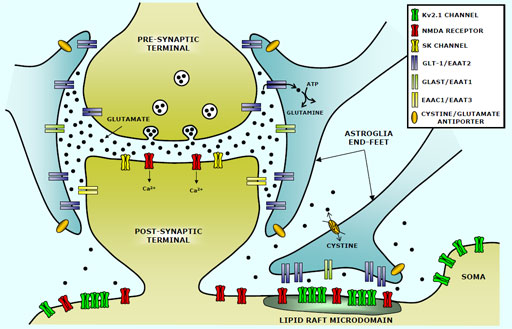 synapse-model.jpg
