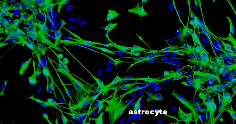 Astrocytes_001.png