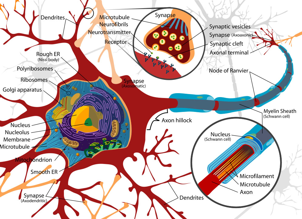 nerve-cell.jpg