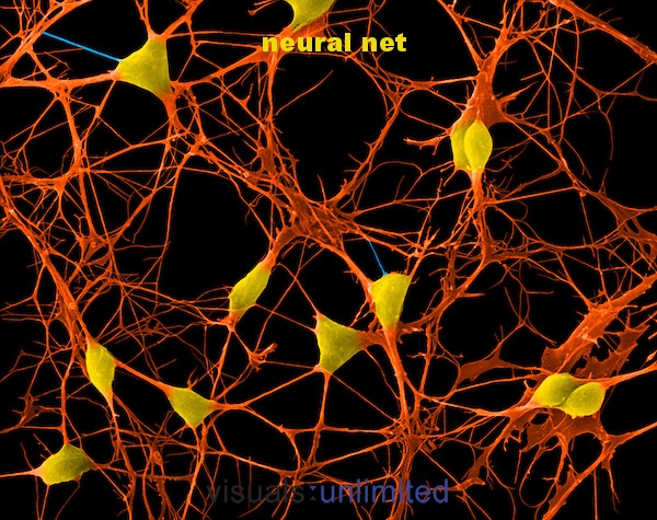 corticalneurons.jpg