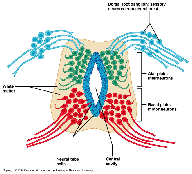 12-27_EmbrSpinlCrd_1.jpg