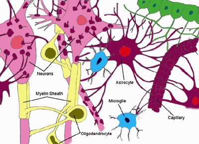 22astrocytes.gif