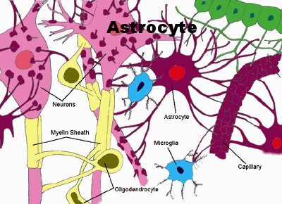 astrocytes.gif