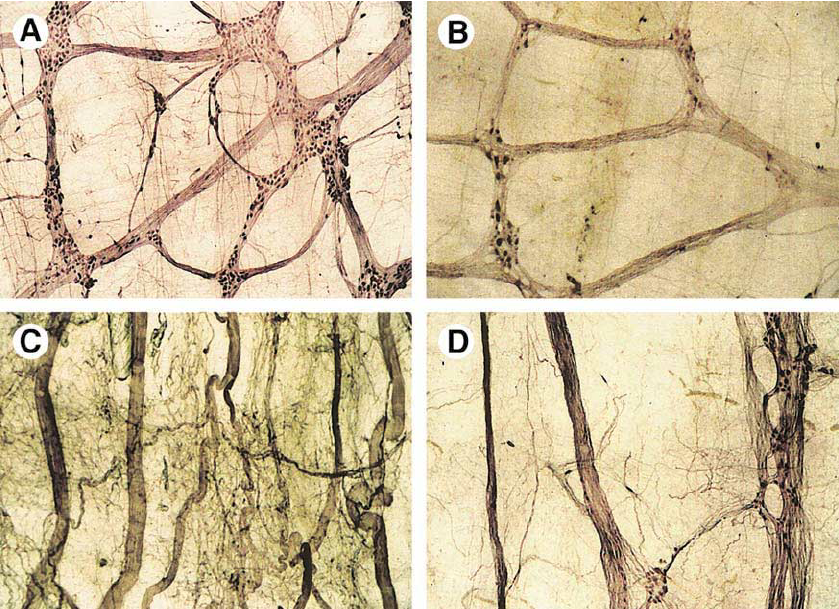 Figure-3-Architecture-of-the-ENS-myenteric-plexus-A-Control-group-The-nerve.png
