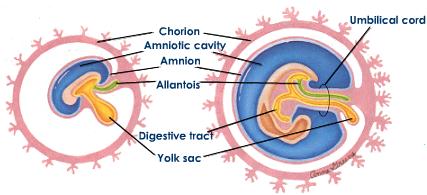 embryonic-membranes-structure.jpeg