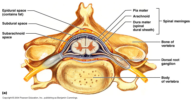 12-30a_SpinalCord_1.jpg