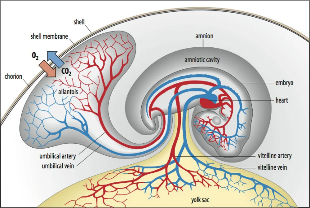Early Circulation AA.jpg