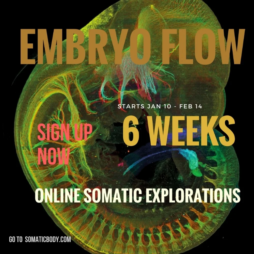 Embryo FLowSQUARE onlineAD.jpg