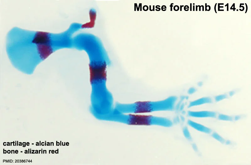 Mouse_limbOssificationBoneREdCartBlue.jpg