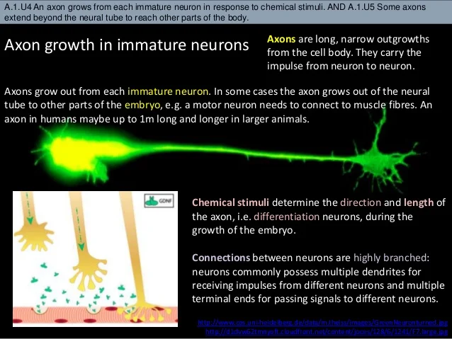 bioknowledgy-a1-neural-development-13-638 (1).jpg